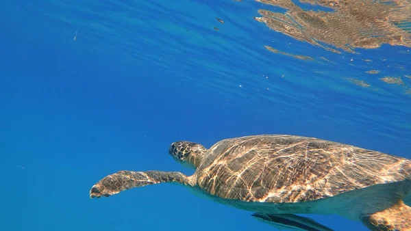 ウミガメが泳ぐ青い海の水の水生動物水中写真 — ストック写真