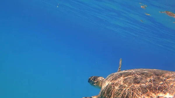 Zeeschildpad zwemt in de blauwe zee water aquatische dieren onderwater foto — Stockfoto