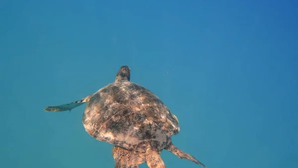 Havssköldpadda simmar i blå havet vatten vattenlevande djur undervattensfoto — Stockfoto