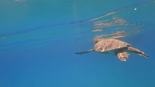 바다거북 푸른 바다 물 수생 동물 수 중 사진에 수영 — 스톡 사진