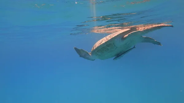 Tortue de mer nage dans l'eau de mer bleue animal aquatique photo sous-marine — Photo