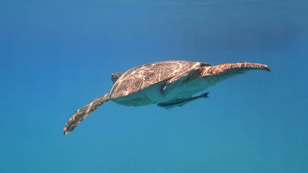 Tartaruga marinha nada em azul água do mar animal aquático foto subaquática — Fotografia de Stock