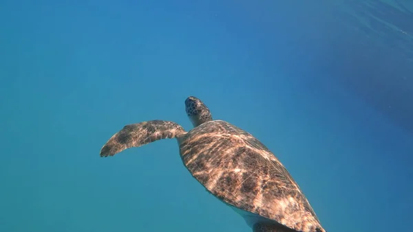Deniz kaplumbağası mavi deniz su su hayvan sualtı fotoğraf içinde yüzüyor — Stok fotoğraf