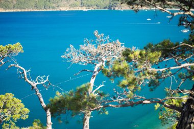 Mavi deniz arka plan Türkiye ile çam ağacı
