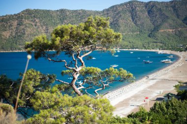 Mavi deniz arka plan Türkiye ile çam ağacı