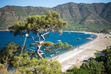 Mavi deniz arka plan Türkiye ile çam ağacı