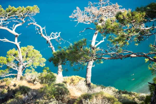 青い海背景トルコと松の木 — ストック写真