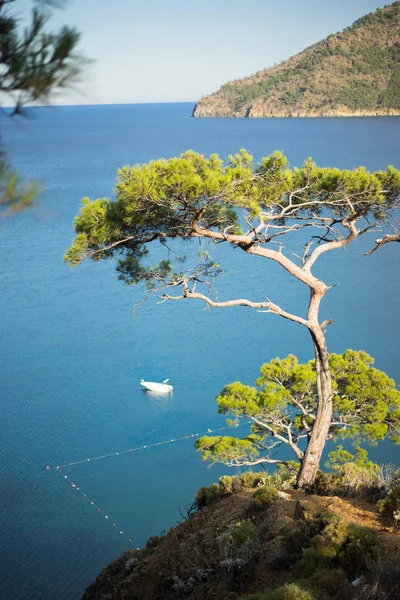 푸른 바다 배경 터키 소나무 — 스톡 사진