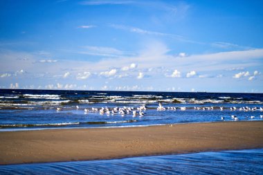 Dalgalar ve martılarla dolu Mavi Deniz Kıyısı