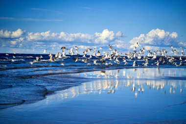 Dalgalar ve martılarla dolu Mavi Deniz Kıyısı