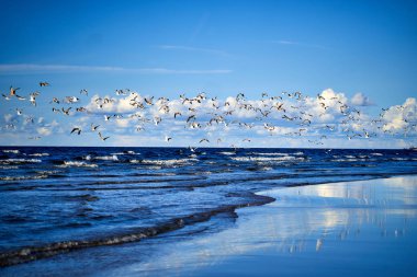 Dalgalar ve martılarla dolu Mavi Deniz Kıyısı