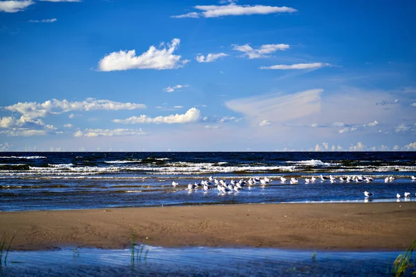 Côte de la mer Bleue avec vagues et mouettes — Photo