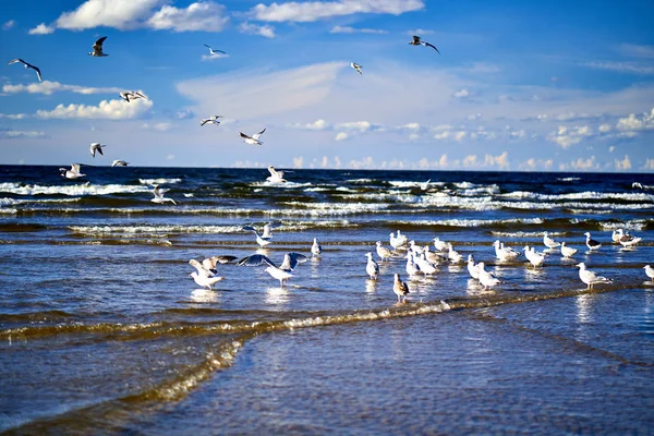 Blue Sea coast with waves and seagulls — Stock Photo, Image