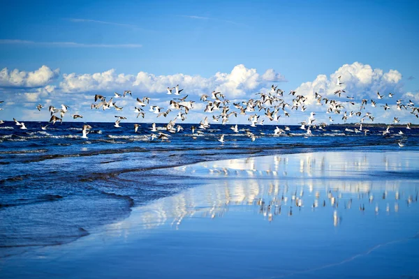 Blue Sea coast with waves and seagulls — Stock Photo, Image