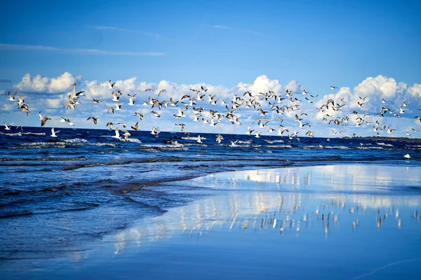 Blue Sea coast with waves and seagulls — Stock Photo, Image