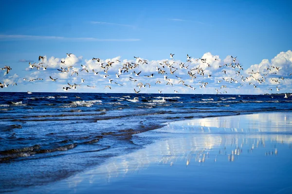 Costa azul con olas y gaviotas — Foto de Stock