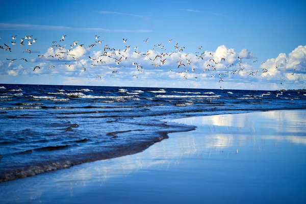 Costa do Mar Azul com ondas e gaivotas — Fotografia de Stock