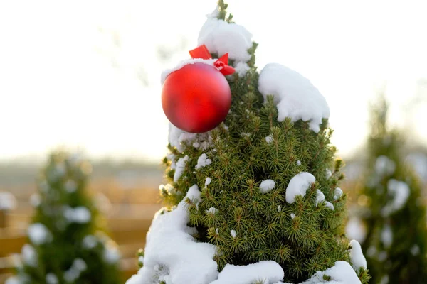 Weihnachtskugel und grüner Fichtenzweig. Weihnachtsdekoration. — Stockfoto