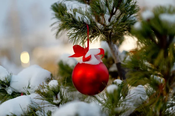 Christmas kırmızı top ve yeşil çam dalı. Noel süsleri.