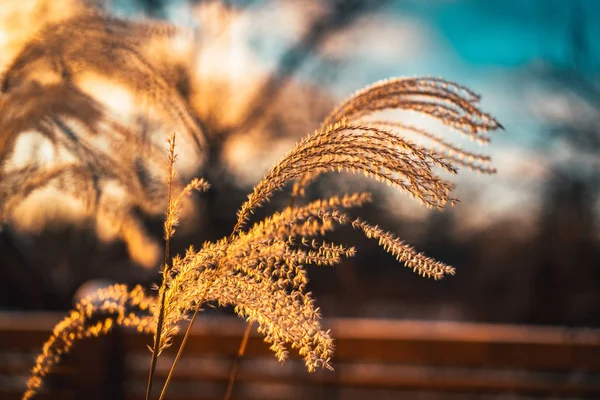 Травяная ветка с солнечным светом — стоковое фото