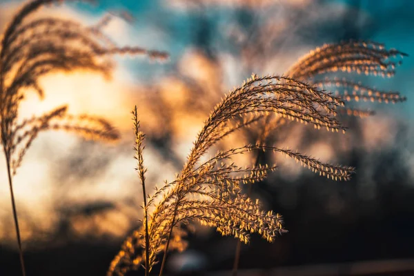 Ramo de grama com luz solar — Fotografia de Stock