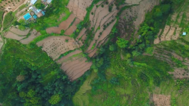 Terrazza di riso collina verde in Nepal Himalayano dall'aria — Video Stock