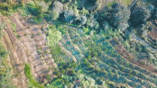 Terrazza di riso collina verde in Nepal Himalayano dall'aria — Video Stock