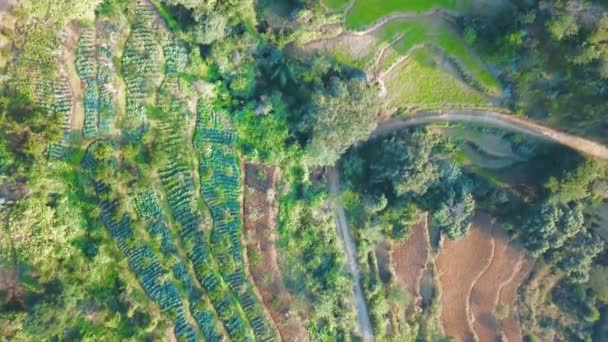 Rice terasy zelené hill v himálajské Nepálu ze vzduchu — Stock video