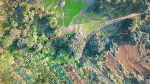 Terrazza di riso collina verde in Nepal Himalayano dall'aria — Video Stock