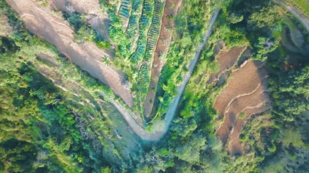 Arroz terraza verde colina en el Himalaya Nepal desde el aire — Vídeos de Stock