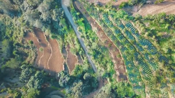 Arroz terraza verde colina en el Himalaya Nepal desde el aire — Vídeos de Stock