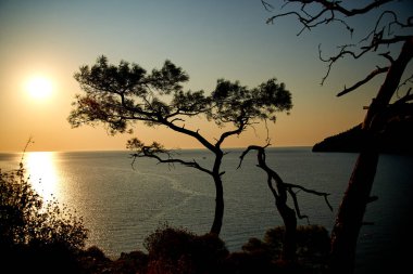 Deniz üzerinde gün doğumu ve mavi deniz zeminli çam ağacı Türkiye