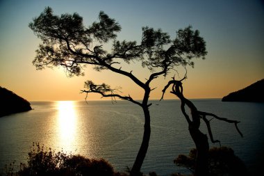 Deniz üzerinde gün doğumu ve mavi deniz zeminli çam ağacı Türkiye
