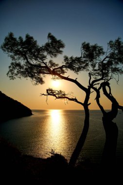 Deniz üzerinde gün doğumu ve mavi deniz zeminli çam ağacı Türkiye