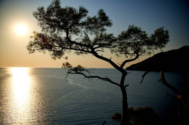 Deniz üzerinde gün doğumu ve mavi deniz zeminli çam ağacı Türkiye