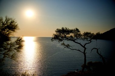 Deniz üzerinde gün doğumu ve mavi deniz zeminli çam ağacı Türkiye