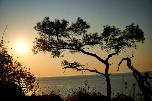 Salida del sol sobre el mar y pino con fondo azul del mar Turquía — Foto de Stock