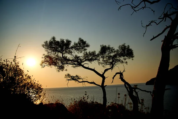 青い海の背景を持つ海と松の木の上の日の出トルコ — ストック写真