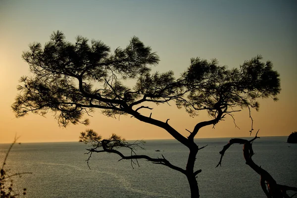 Ανατολή ηλίου πάνω από τη θάλασσα και πεύκο με μπλε θάλασσα φόντο Τουρκία — Φωτογραφία Αρχείου