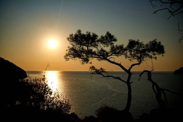 Salida del sol sobre el mar y pino con fondo azul del mar Turquía — Foto de Stock