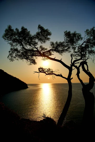 Salida del sol sobre el mar y pino con fondo azul del mar Turquía — Foto de Stock