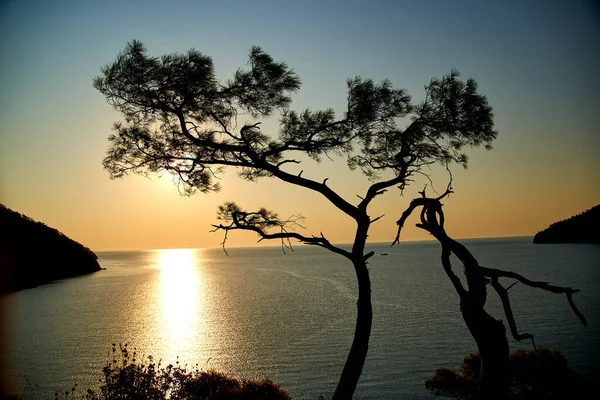 Salida del sol sobre el mar y pino con fondo azul del mar Turquía — Foto de Stock