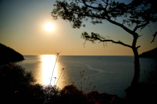 Salida del sol sobre el mar y pino con fondo azul del mar Turquía — Foto de Stock