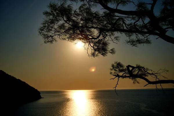 青い海の背景を持つ海と松の木の上の日の出トルコ — ストック写真