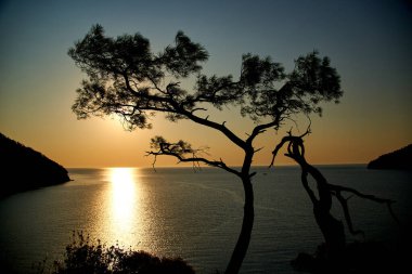 Deniz üzerinde gün doğumu ve mavi deniz zeminli çam ağacı Türkiye