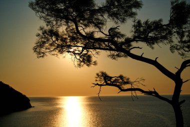 Deniz üzerinde gün doğumu ve mavi deniz zeminli çam ağacı Türkiye