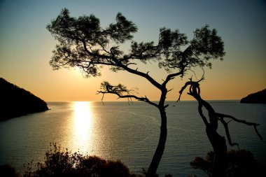 Deniz üzerinde gün doğumu ve mavi deniz zeminli çam ağacı Türkiye