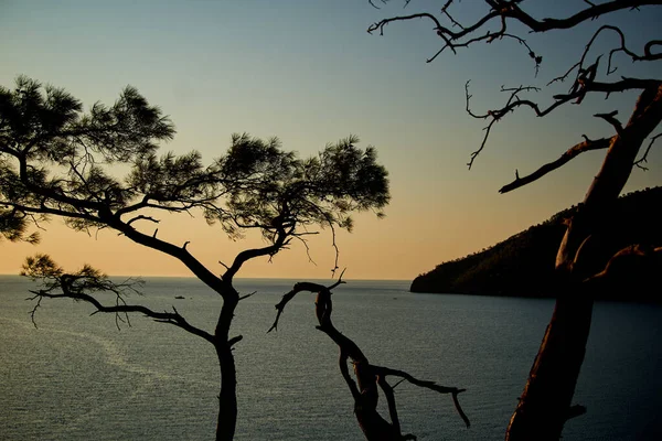 Salida del sol sobre el mar y pino con fondo azul del mar Turquía — Foto de Stock