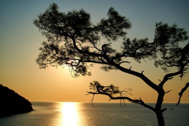Deniz üzerinde gün doğumu ve mavi deniz zeminli çam ağacı Türkiye