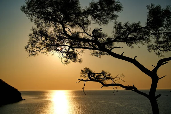 Nascer do sol acima do mar e pinheiros com fundo azul do mar Turquia — Fotografia de Stock
